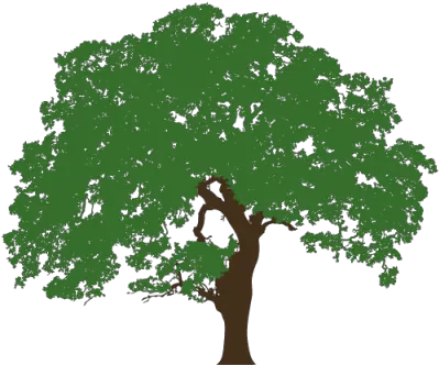  Download Texas Live Oak Illustration Oak Tree Clip Art Png Texas Silhouette Png