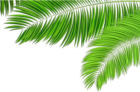  Download Hd Green Tropical Leaf Png K Palm Tree Leaves Images Png Tropical Leaf Png