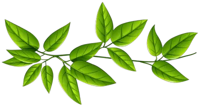  Isolated Star Green Leaf Transparent Png Stickpng Free Png Stick Png