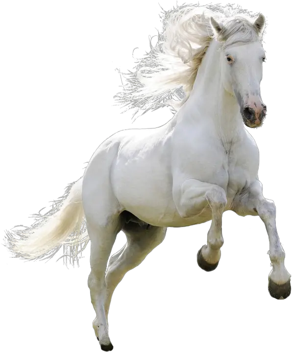  Mongolian Horse Arabian Ferghana Akhal Teke Pony White Horse Png Horse Transparent Background