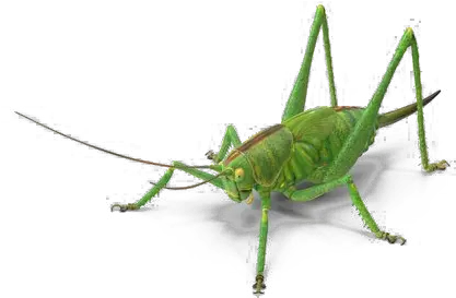  Green Grasshopper Png Image Free Download Play Portable Network Graphics Grasshopper Png