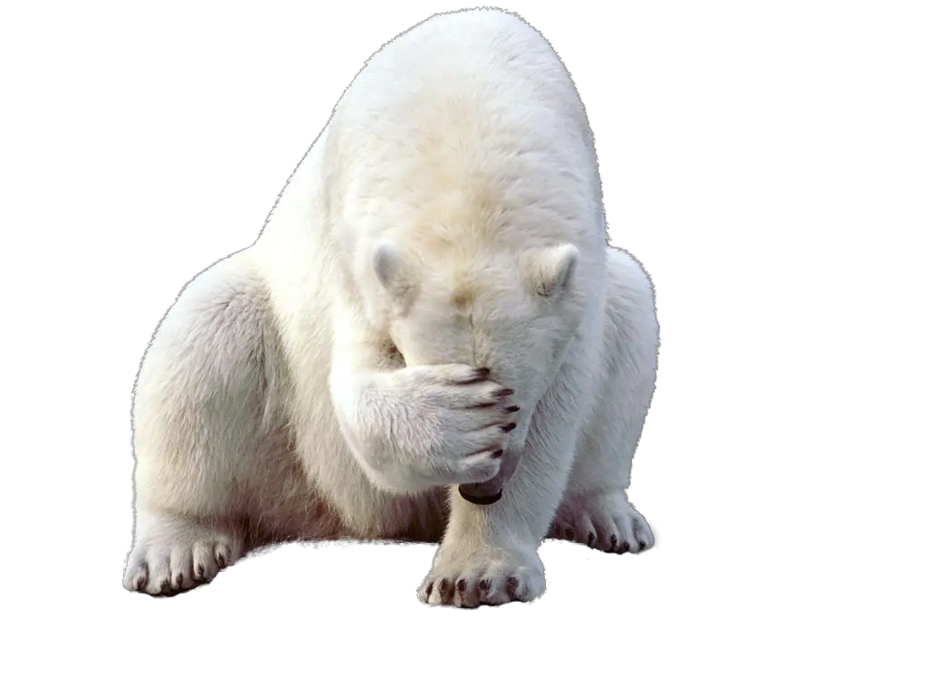  Polar Bear Png Clipart Web Icons Sad Polar Bear Png Bear Png