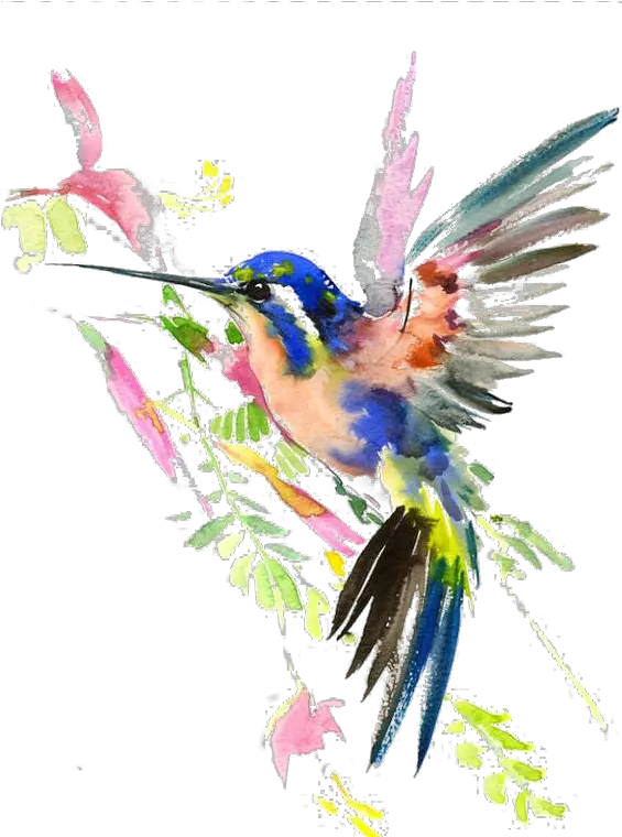  Download Watercolor Painting Drawing Hummingbird Hq Transparent Watercolour Hummingbird Png Hummingbird Png