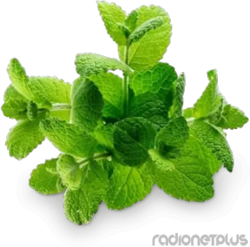  Peppermint Png Images Free Download Mint Imágenes De La Hierbabuena Mint Leaves Png