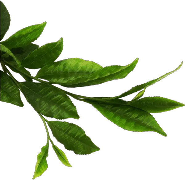  Green Leaf Png Green Tea Leaves Png Tea Leaves Green Tea Leaf Transparent Background Mint Leaves Png