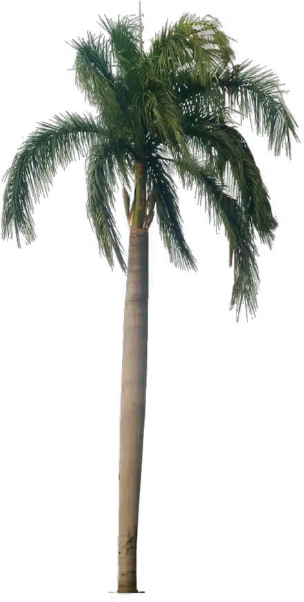  Tropical Palm Tree Png Hd Quality Play Roystonea Regia Png Palm Png