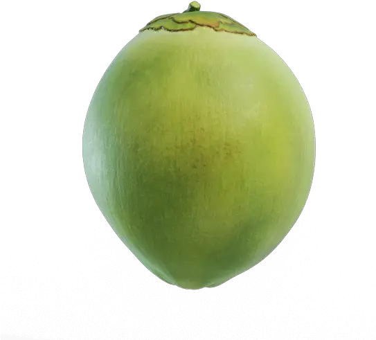  Green Coconut Png Picture 535010 Coconut Transparent Green Coconut Png