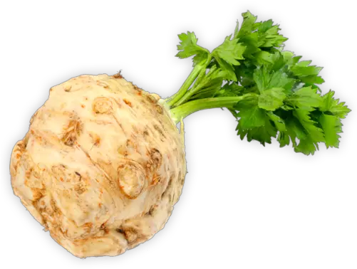  Celery Root Herbal Liqueur Coriander Png Celery Png