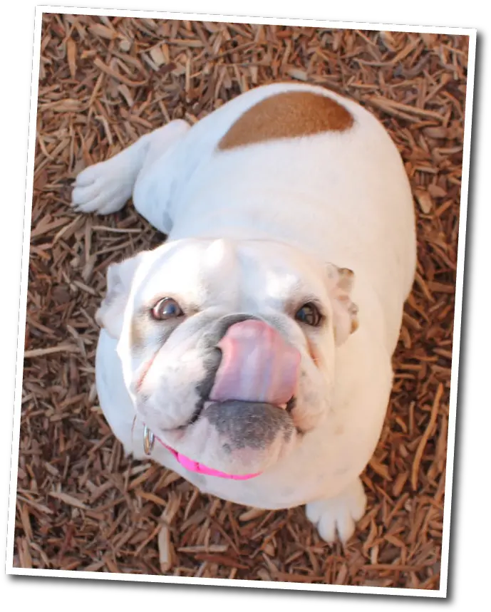  Dog Boarding Funny Faces Bed U0026 Biscuit Fresno 559 5828888 Funny Faces Png Funny Dog Png