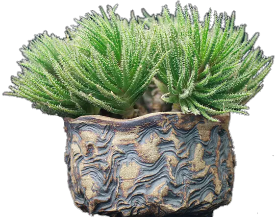  San Diego Cactus And Succulent Society Vertical Png Succulent Icon Transparent