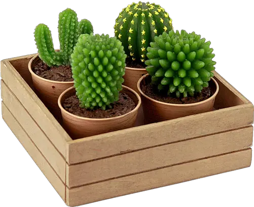  Cactus Png Image Cactus Png Cactus Png