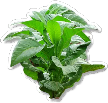  Download Tobacco This Plant Tabac Png Plant Transparent