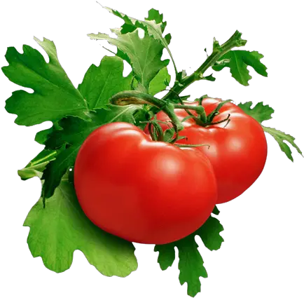  Download Tomato Png Pic Tomato Png Tomato Png