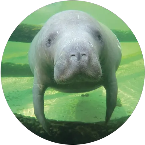  Webcams Manatee Png Manatee Png