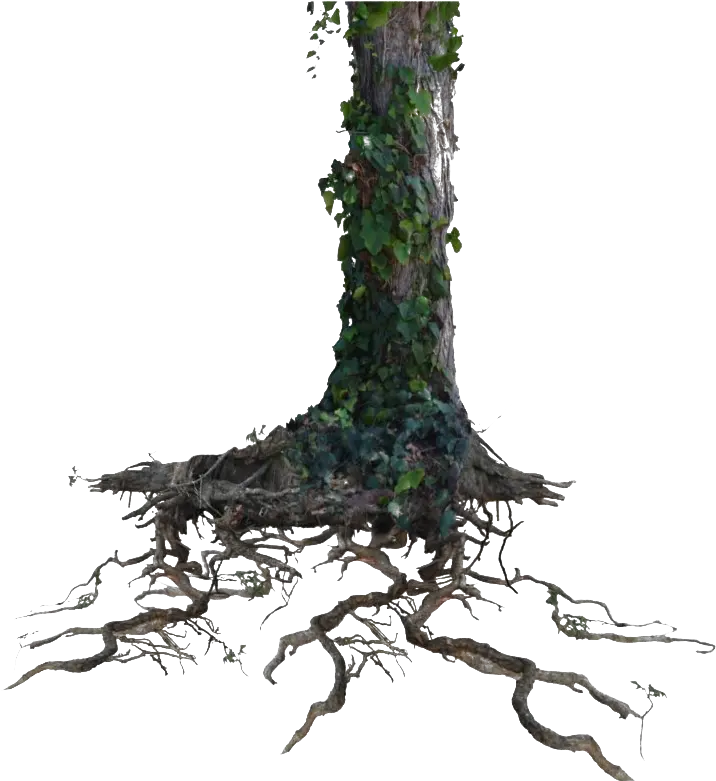  Tree Trunk Png Clipart Mart Root Stem Leaf Tree Branch Clipart Png