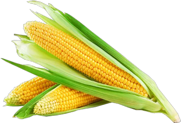  Corn Png Free Download 25 Corn Png Corn Png