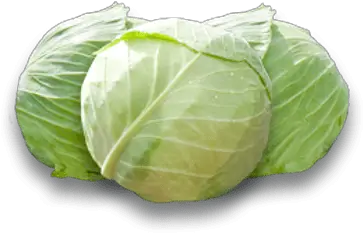  White Cabbage Transparent Png Stickpng White Cabbage Png Cabbage Png