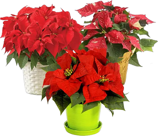  Download Hd Unique Christmas Plants Poinsettia Png Poinsettia Png