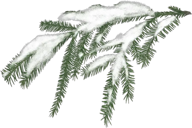  Miscellaneous Winter Greenery Clipart Transparent Png Pine Branch Png