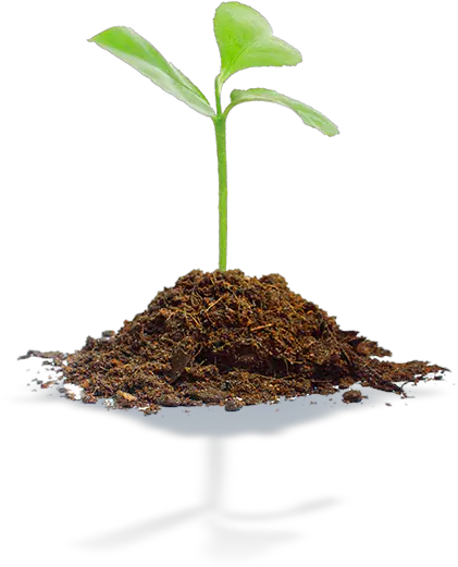  Soil Treatment Biofertilizers And Biostimulants Algenol Young Tree Plant Png Soil Png