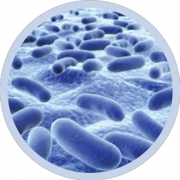  Bacteria Png Transparent Image Bacteria Round Bacteria Transparent Background