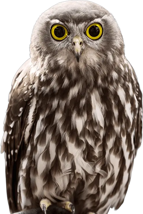  Owl Sideimage National Zoo U0026 Aquarium Owl Fantasy Png Transparent Owl Transparent Background