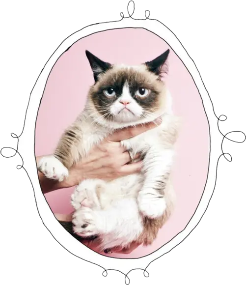  Download Cat Mine Transparent Grumpy Grumpy Cat Pink Background Png Grumpy Cat Png