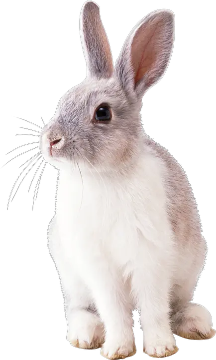  600 Free Rabbit Ears U0026 Images Pixabay Bunny Png Bunny Ears Transparent