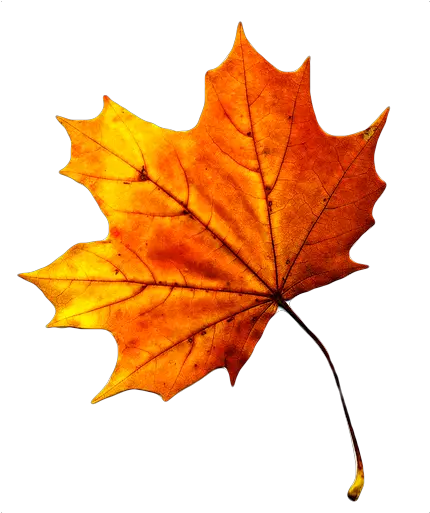  Gambar Wallpaper Daun Maple Di 2020 Fall Leaf Png Transparent Fall Leaves Png