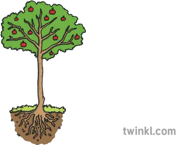  Fruit Tree With Roots Science Plant Apple Ks1 Illustration Soil Png Tree With Roots Png