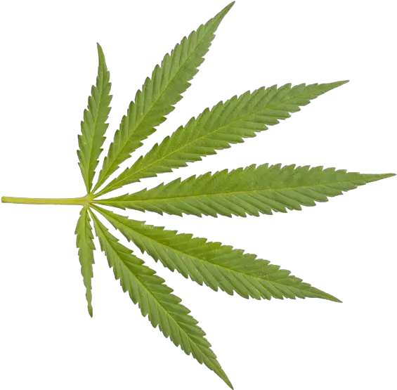  Weed Png Transparent Transparent Background Marijuana Leaf Weed Transparent Background