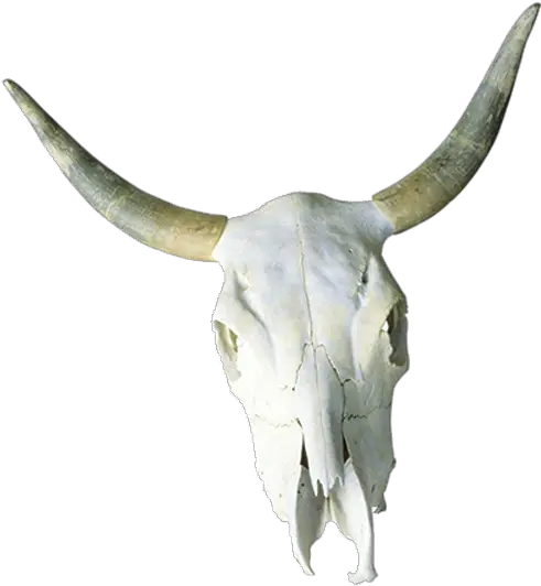  Cattle Skull Horn Bone Cow Skull Free Transparent Png Cow Skull Png