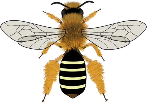  Bee Icons Tipos De Abejas En España Png Bumblebee Icon