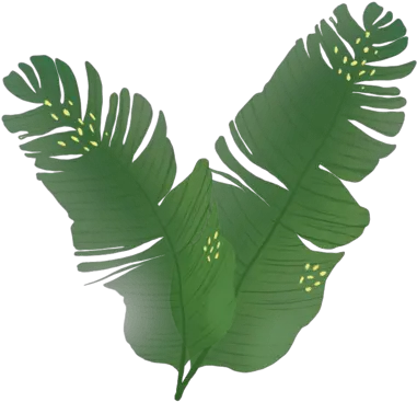  Download Leaves Palm Tree Hd Png Download Uokplrs Sabal Palmetto Banana Tree Png