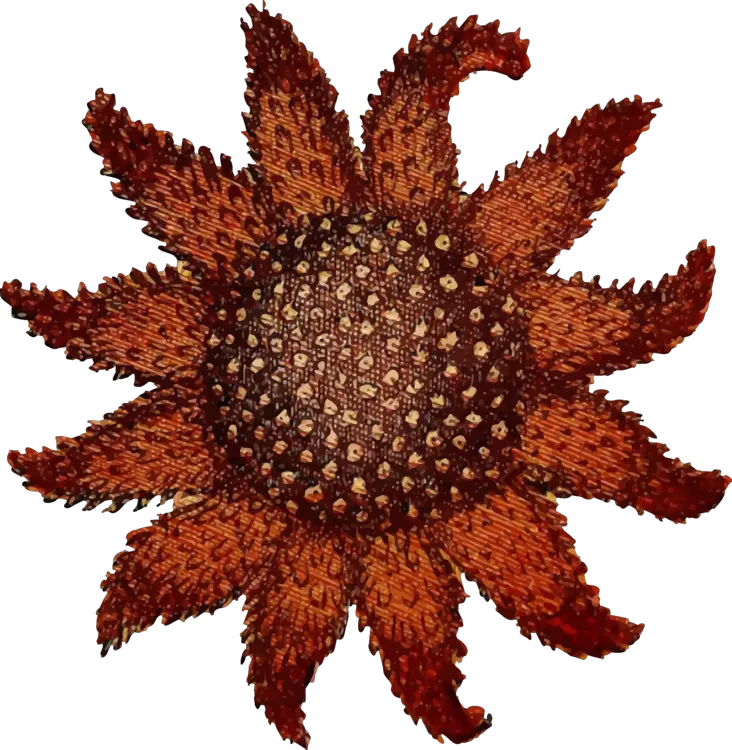  Animal Echinoderm Ocean Free Vector Graphic On Pixabay Resilience Framework For Food Security Png Sea Star Png