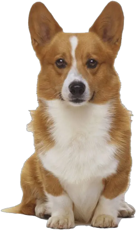  Cute Corgi Dog Png Transparent Image Mart Gorritos De Cumpleaños Para Perrito Corgi Png