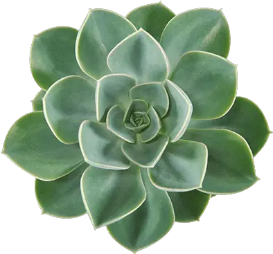  Pearls Succulents Consists Echeveria From Ovata Echeveria Green Pearl Png Succulent Icon Transparent