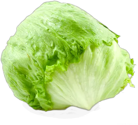  Iceberg Lettuce Lu0027orto Di Eleonora Organizzazione Iceberg Lettuce Good For You Png Iceberg Png