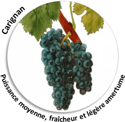  In The Vines Biodynamics Working Biodynamic Wine Black Grape Png Vines Png