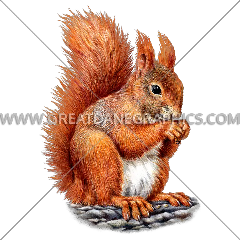  Red Squirrel Production Ready Artwork For T Shirt Printing Red Squirrel Png Squirrel Png