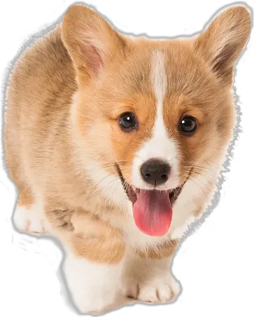  Cute Puppy Png Download Transparent Background