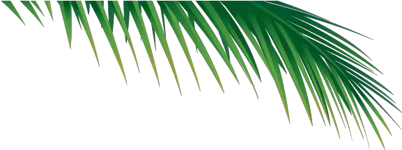  Palm Tree Branch Png Image With No Palm Tree Branch Png Palm Branch Png