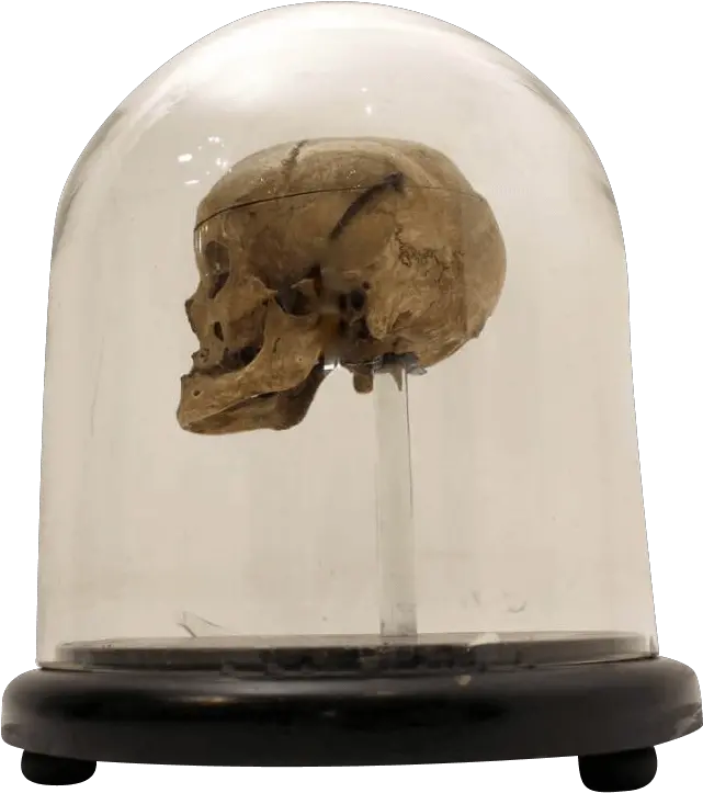  Download 18th Century Human Skull In A Victorian Glass Dome Skull Century 18th Png Human Skull Png