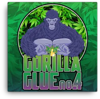  Gorilla Glue Gorilla Glue Sticker Png Gorilla Glue Logo