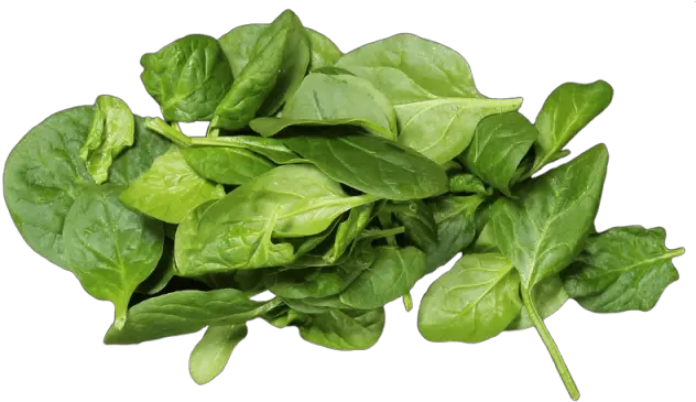  Spinach Leaf Png Baby Spinach Spinach 2870939 Vippng Baby Spinach Png Spinach Png