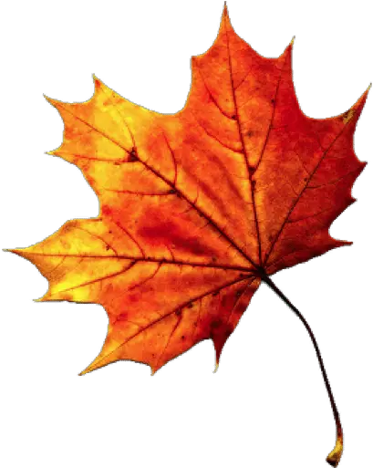  Fall Leaves Png Images 1 Image Transparent Background Fall Leaf Autumn Leaves Png