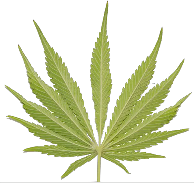  Weed Leaf Psd Official Psds Cannabis Png Weed Leaf Transparent