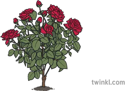  Rose Bush Illustration Twinkl Garden Roses Png Rose Bush Png