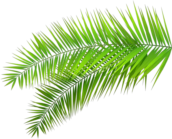  Palm Leaves Decoration Png Clip Art Palm Leaves Transparent Background Palm Frond Png