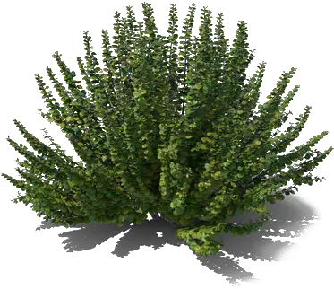  Mexican Bush Sage Png Picture All Pond Pine Sage Png